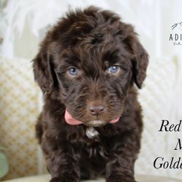 Red collar - Chocolate male Goldendoodle puppy in Plattsburgh, New York from Adirondack Poodles Goldendoodles,Bernedoodles & Schnoodles