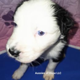 Bud - Black tri-color male Australian Shepherd puppy in Lakeland, Florida from Aussies of Hope LLC