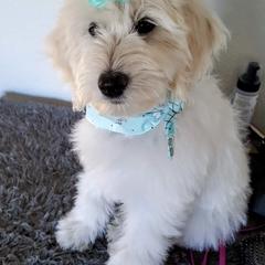 Goldendoodle Puppies from Bear Lake Bearded Retrievers