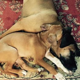 Rhodesian Ridgeback Puppies from Whirlaway Rhodesian Ridgebacks