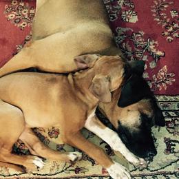 Rhodesian Ridgeback Puppies from Whirlaway Rhodesian Ridgebacks