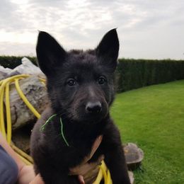 German Shepherd Puppies from Von Gonta Haus German Shepherds