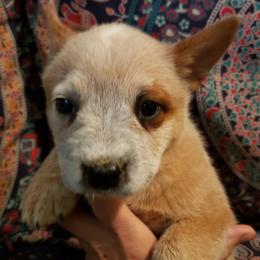 Australian Cattle Dog Puppies from Blue Coyote Ranch