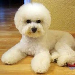 Bichon Frise All Grown Up from Legend Bichons