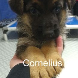 German Shepherd Puppies from Shield Kennels LLC