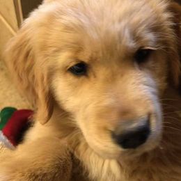 Golden Retriever Puppies from Golden Rose Kennel