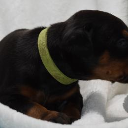Doberman Pinscher Puppies from Indah Lux Dobermans