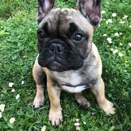 French Bulldog Puppies from Creme De La Creme French Bulldogs