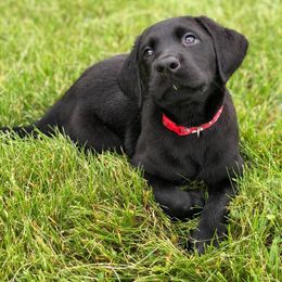 Rocky Ridge Labradors breeder of Labrador Retriever