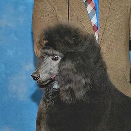 Lily Bleu - Poodle
