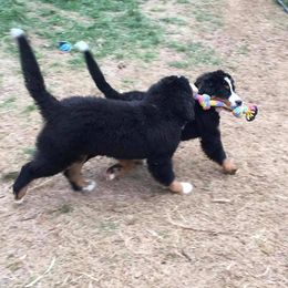  Puppies from Brooks Berner Bears