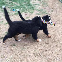  Puppies from Brooks Berner Bears