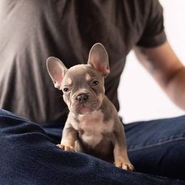 French Bulldog Puppies from Baker Built Frenchies