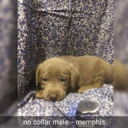 Australian Cattle Dog and Labrador Retriever Puppies from Trinity C Australian Cattle Dogs and Silver Labradors