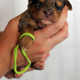 Lake Road Doodles breeder of Goldendoodle