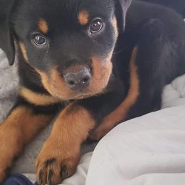 Rottweiler Puppies from Rose Red Rottweilers