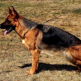 Jaci - German Shepherd