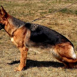 Jaci - German Shepherd