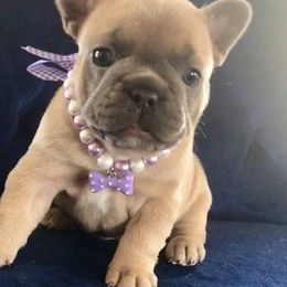 French Bulldog Puppies from Kansas French Bulldogs