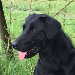Jade - Labrador Retriever