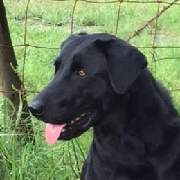 Jade - Labrador Retriever