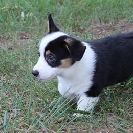 Pembroke Welsh Corgi Puppies from Pembrokes of Walnut Creek