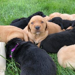 Rocky Ridge Labradors breeder of Labrador Retriever