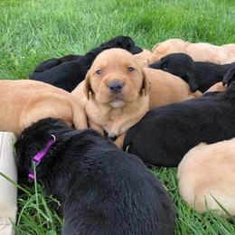 Rocky Ridge Labradors breeder of Labrador Retriever