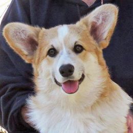 Pembroke Welsh Corgi adult dog
