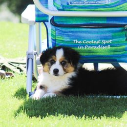 Australian Shepherd Puppies from Wilso Australian Shepherds