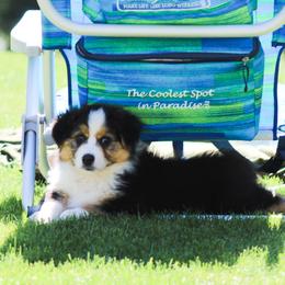 Australian Shepherd Puppies from Wilso Australian Shepherds