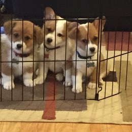 Pembroke Welsh Corgi Puppies from Walkabout's Pembroke Corgi's