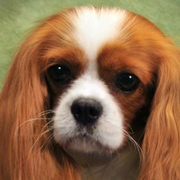 Shea - Cavalier King Charles Spaniel