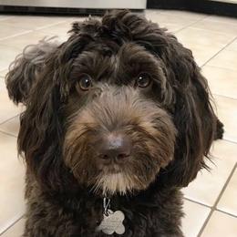 Australian Labradoodle adult dog