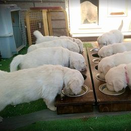 Dewbury Dream Goldens  breeder of Golden Retriever