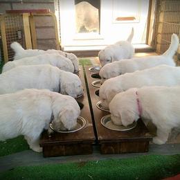 Dewbury Dream Goldens  breeder of Golden Retriever