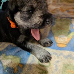 Miniature Schnauzer Puppies from Tymeless Farm