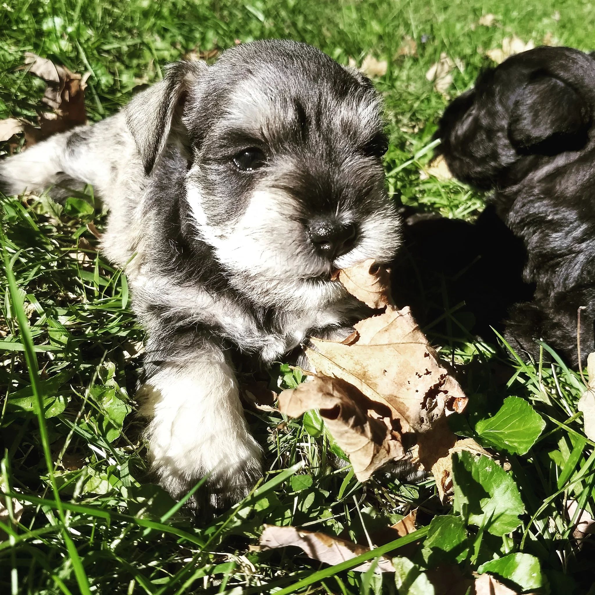 Beard and brows miniature hot sale schnauzers