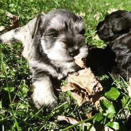 Miniature Schnauzer Puppies from Beard and Brows Miniature Schnauzers