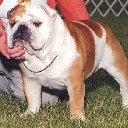 Bulldog All Grown Up from Mouser Bulldogs