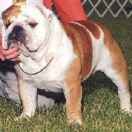 Bulldog All Grown Up from Mouser Bulldogs