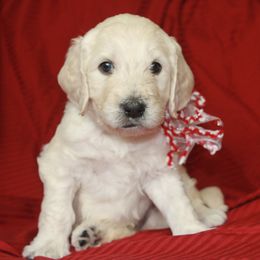 Goldendoodle and Labradoodle Puppies from Sharper Doodles