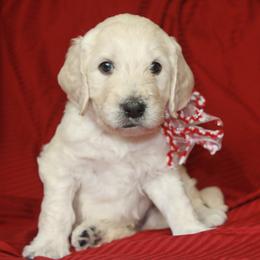 Goldendoodle and Labradoodle Puppies from Sharper Doodles