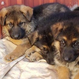 German Shepherd Puppies from Valley Shepherds LLC