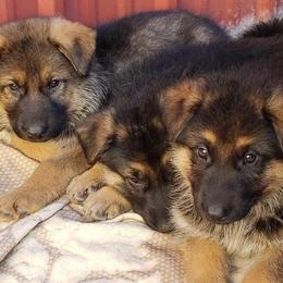 German Shepherd Puppies from Valley Shepherds LLC