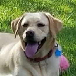 Labrador Retriever adult dog