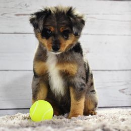 Toy Australian Shepherd Puppies from Double M Toy and Mini Aussies