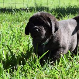 Mastiff Puppies from Mastiffs of Middle Earth