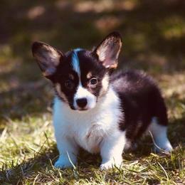 Pembroke Welsh Corgi Puppies from Edgewood Farm