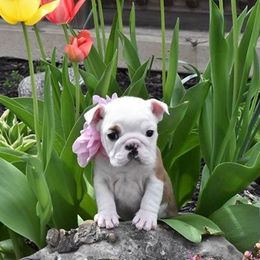 Bulldog Puppies from Raise The Woof Bulldogs